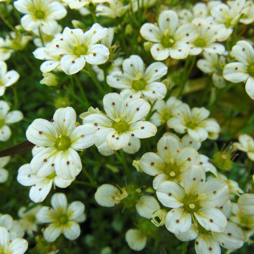 Saxifraga arendsii Pixie White - Sassifraga (Fioritura)