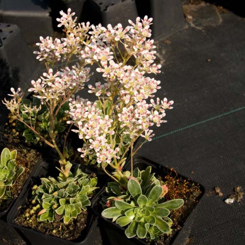 Saxifraga cotyledon Southside Seedling - Sassifraga dei graniti (Porto)