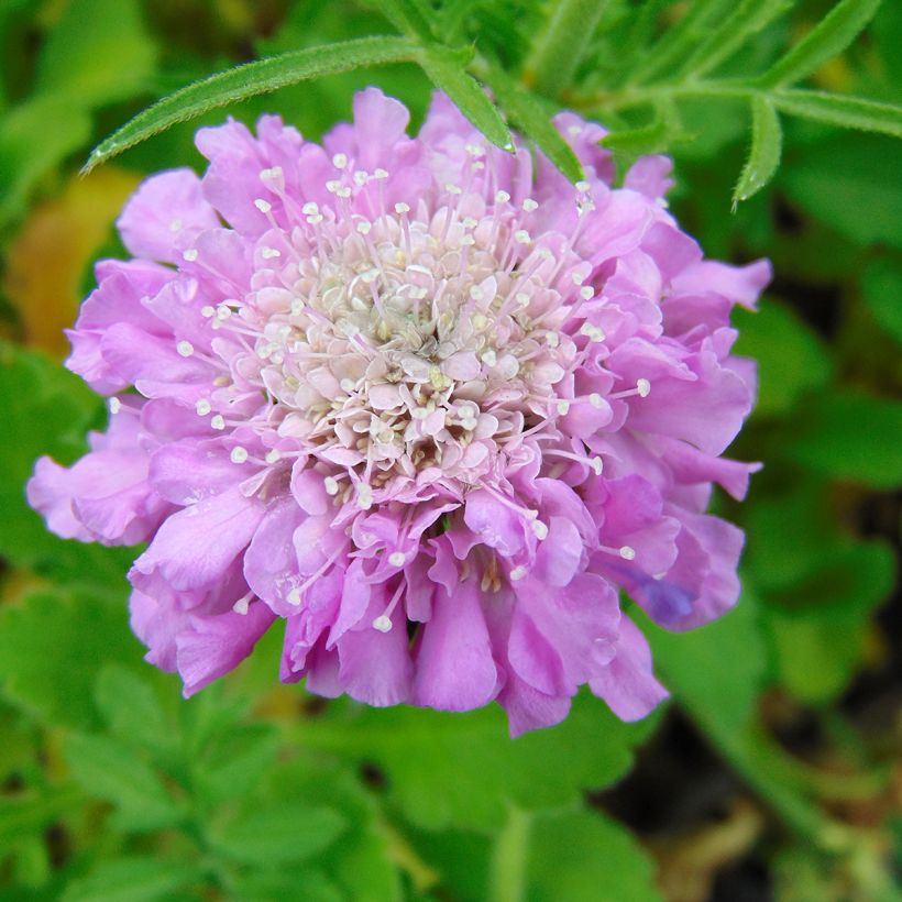 Scabiosa columbaria Pink Mist - Vedovina selvatica (Fioritura)