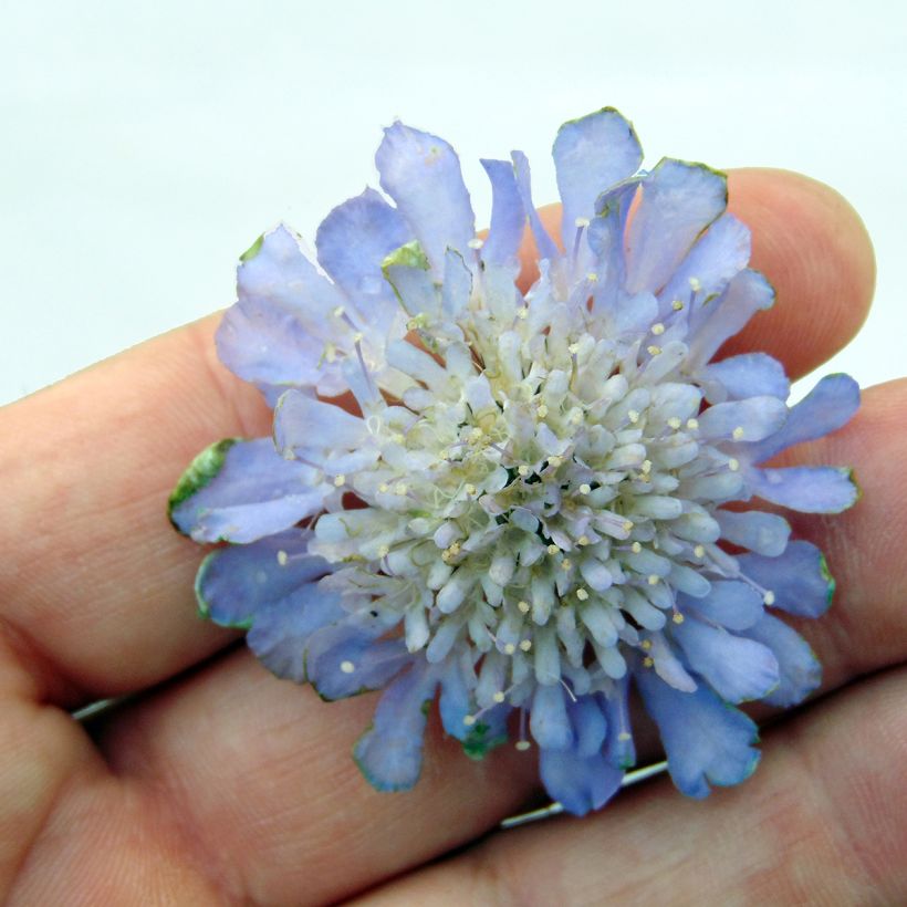 Scabiosa columbaria Butterfly Blue - Vedovina selvatica (Fioritura)