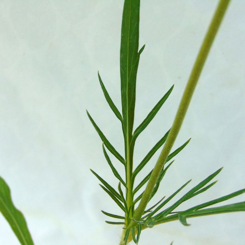 Scabiosa caucasica Perfecta (Fogliame)