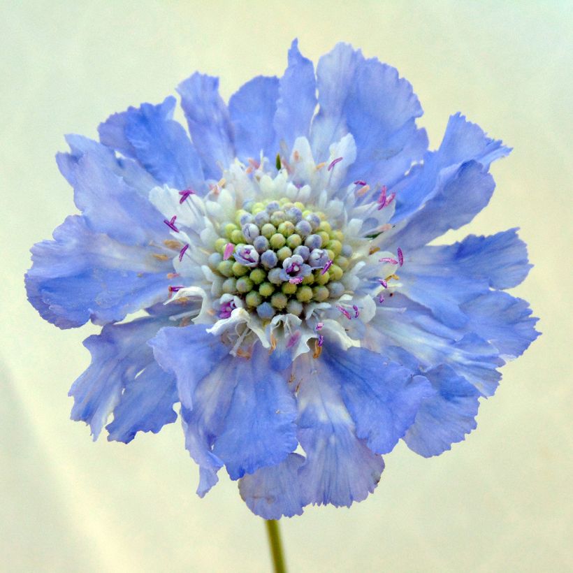 Scabiosa caucasica Perfecta (Fioritura)