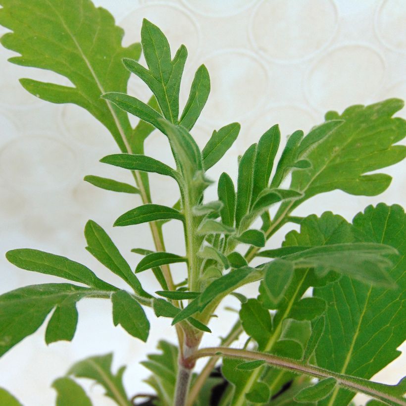 Scabiosa ochroleuca - Vedovina gialla (Fogliame)