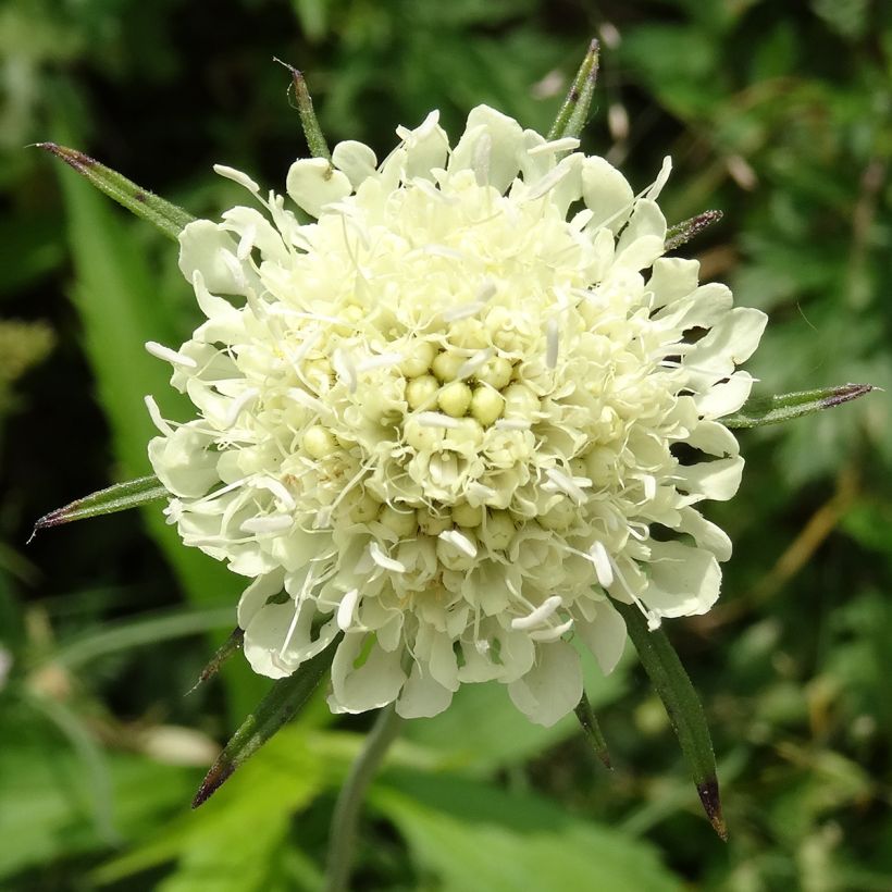 Scabiosa ochroleuca - Vedovina gialla (Fioritura)