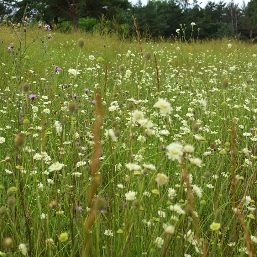 Scabiosa ochroleuca - Vedovina gialla (Porto)