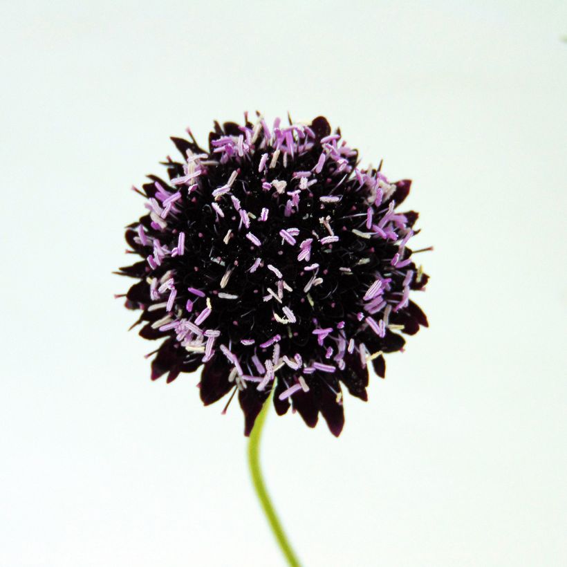 Scabiosa atropurpurea Chile Black (Fioritura)