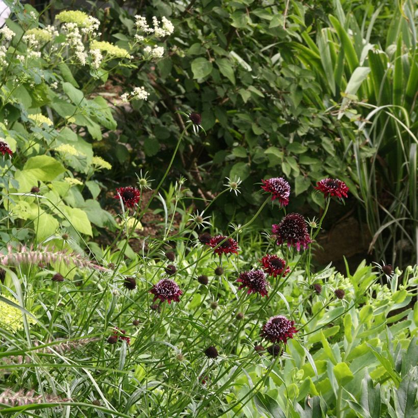 Scabiosa atropurpurea Chile Black (Porto)