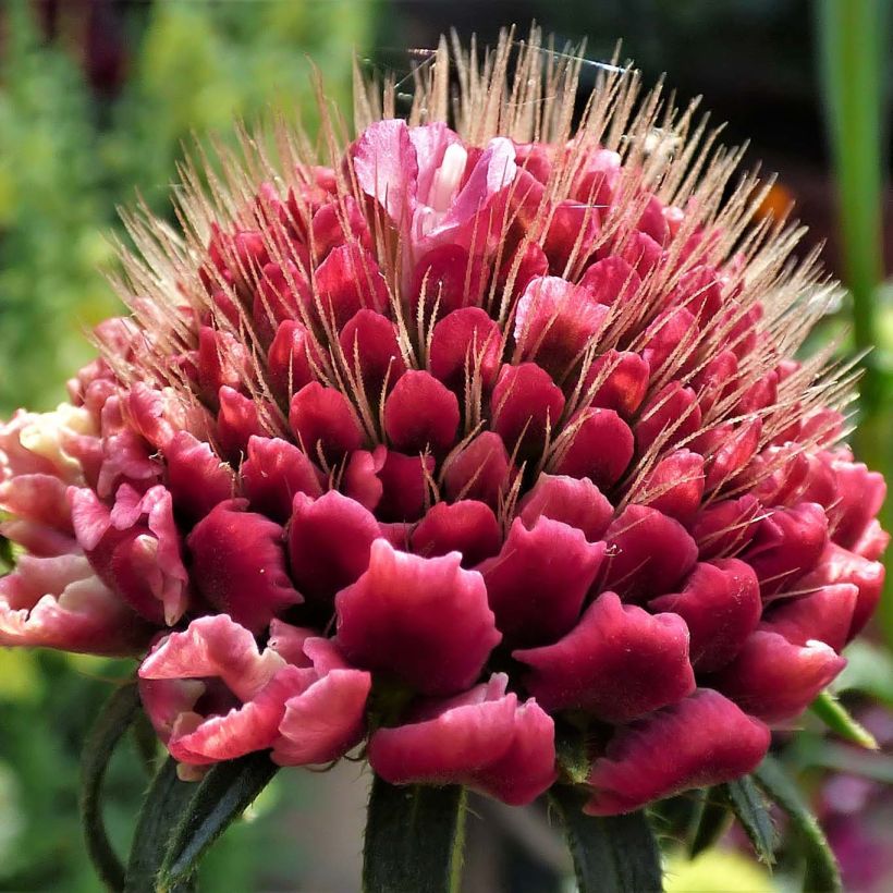 Scabiosa atropurpurea Marshmallow Scoop (Fioritura)