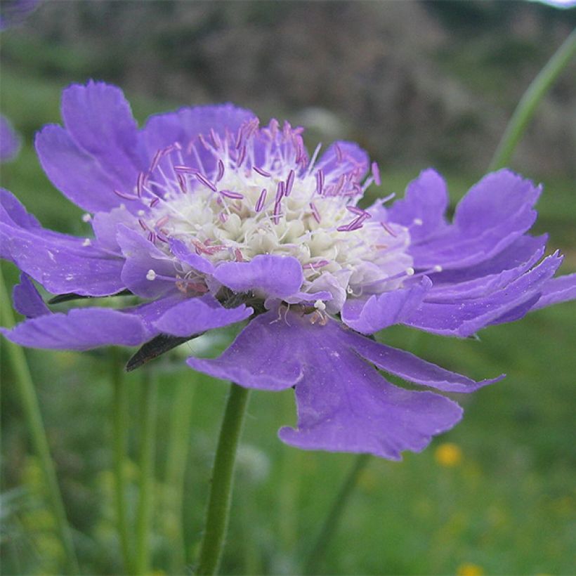 Scabiosa caucasica Kompliment (Fioritura)