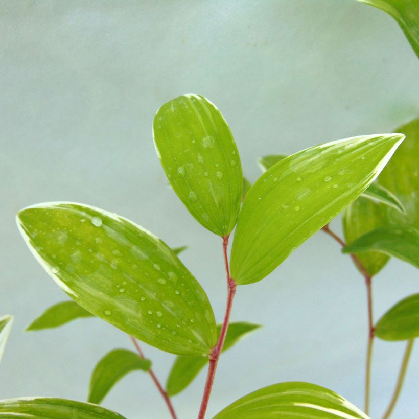 Polygonatum falcatum Variegatum - Sigillo di Salomone (Fogliame)