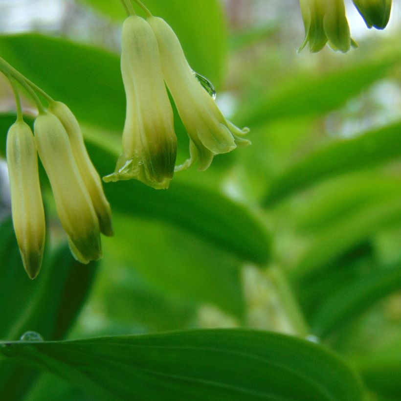 Polygonatum commutatum - Sigillo di Salomone (Fioritura)