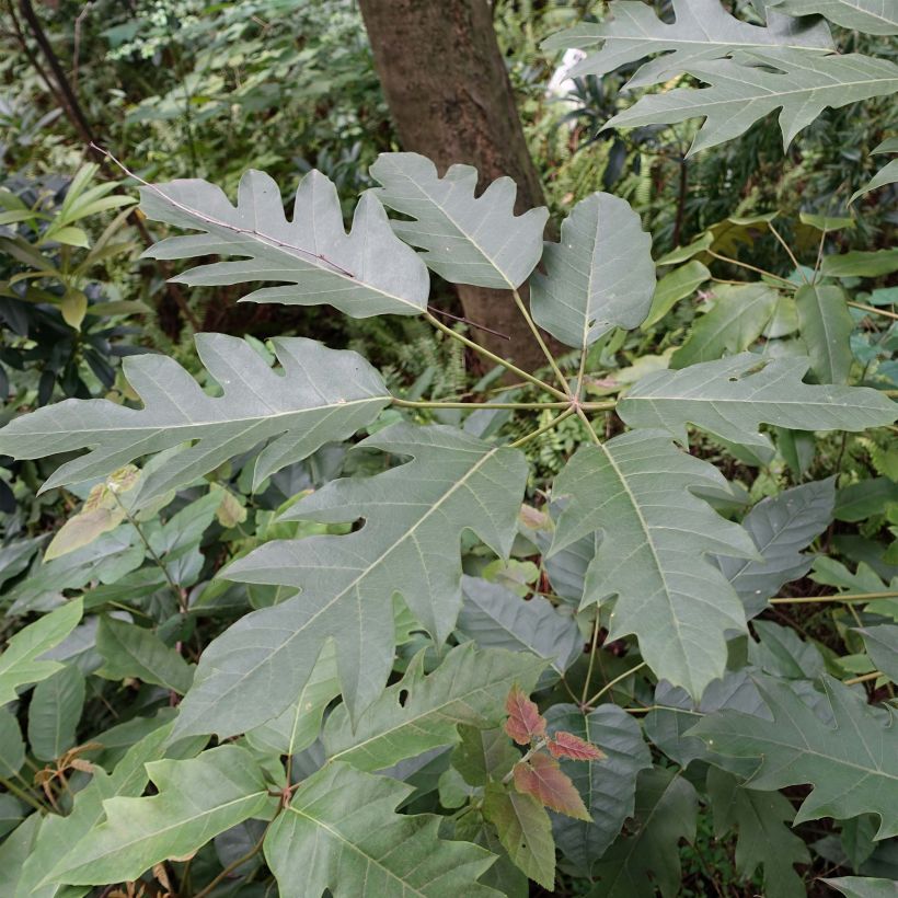 Schefflera delavayi (Fogliame)