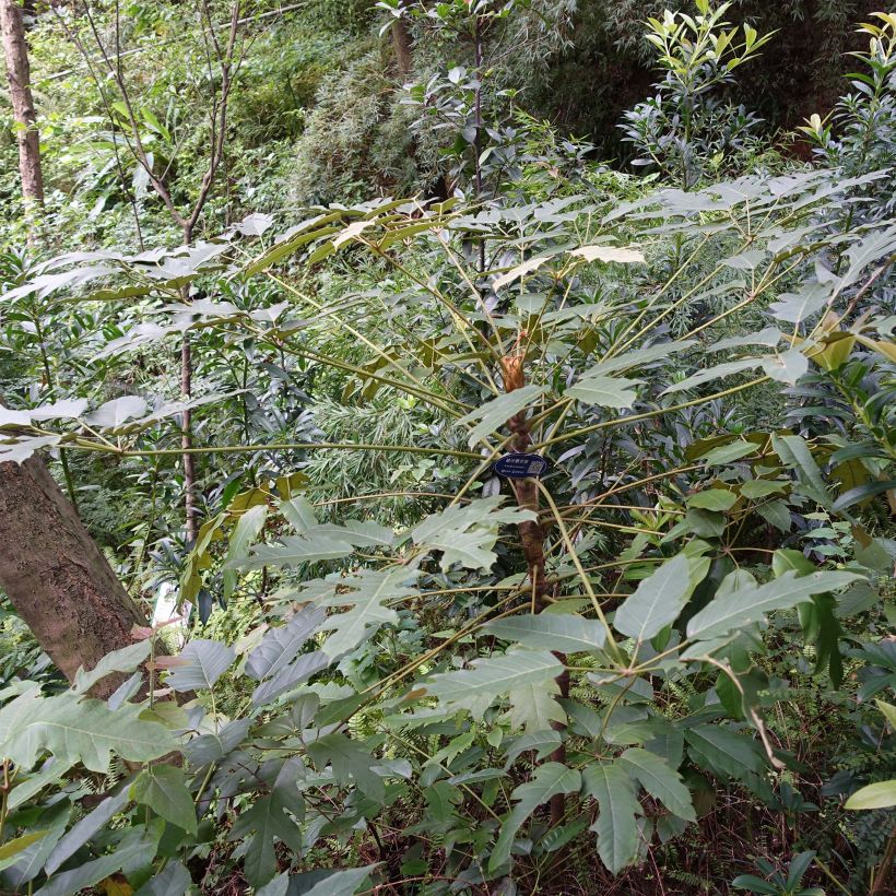 Schefflera delavayi (Porto)