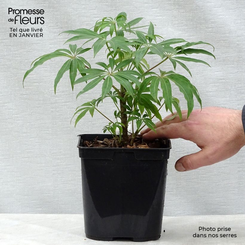 Schefflera taiwaniana Pot de 2L/3L esemplare consegnato in inverno