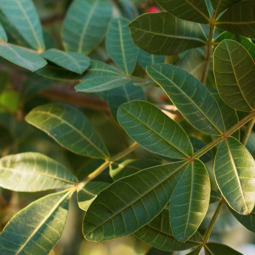 Schinus terebinthifolius - Pepe rosa (Fogliame)