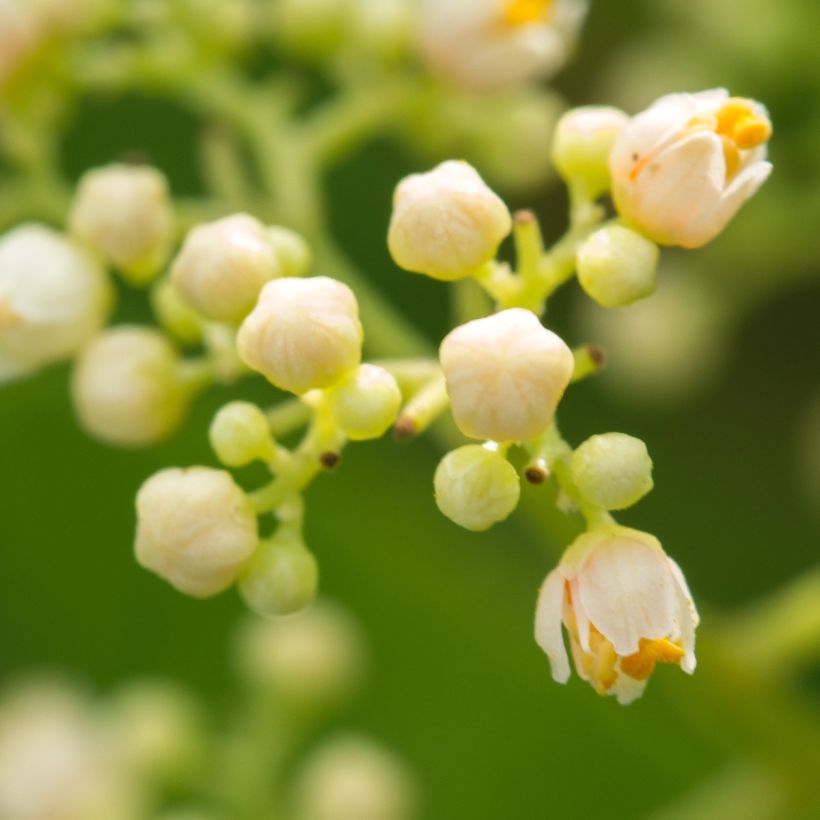 Schinus terebinthifolius - Pepe rosa (Fioritura)