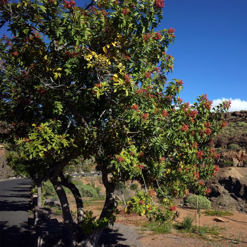 Schinus terebinthifolius - Pepe rosa (Porto)