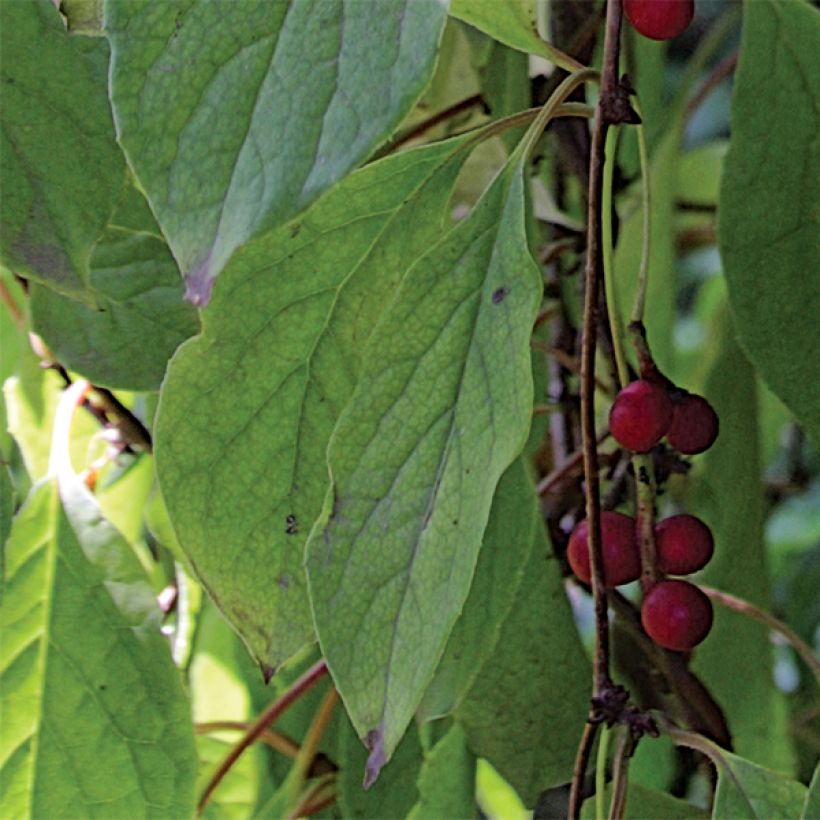 Schisandra chinensis - Bacca dei 5 sapori (Fogliame)