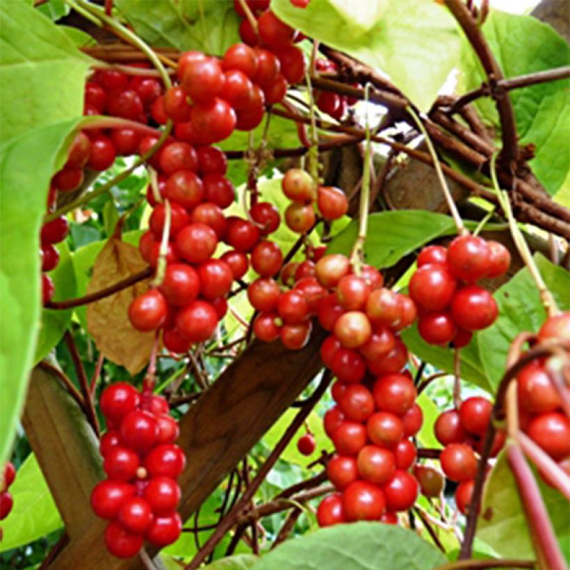 Schisandra chinensis - Bacca dei 5 sapori (Raccolta)