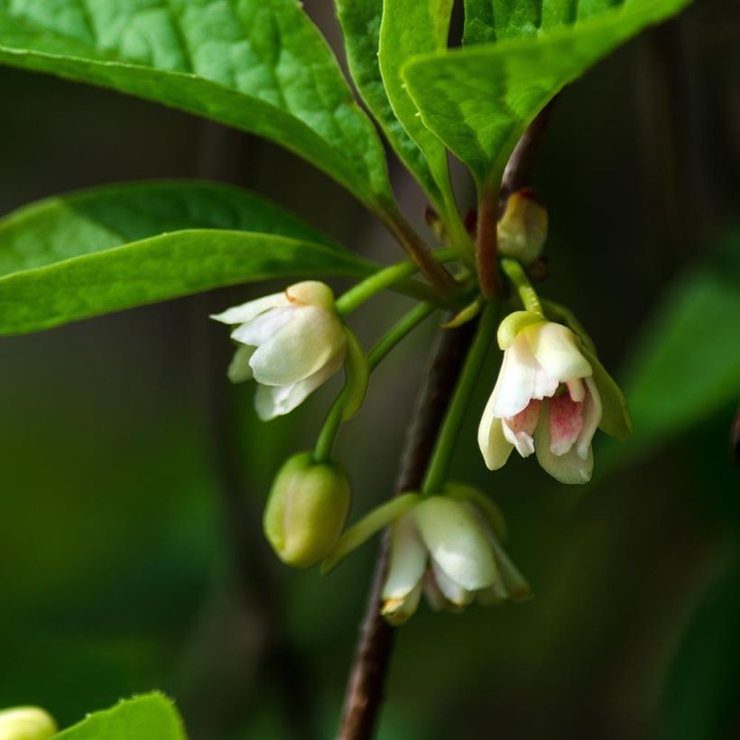 Schisandra chinensis Sadova N°1 - Bacca dei cinque sapori (Fioritura)