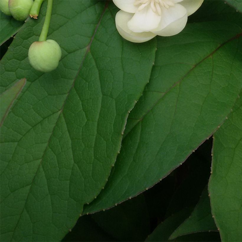 Schisandra grandiflora - Bacca dei 5 sapori (Fogliame)