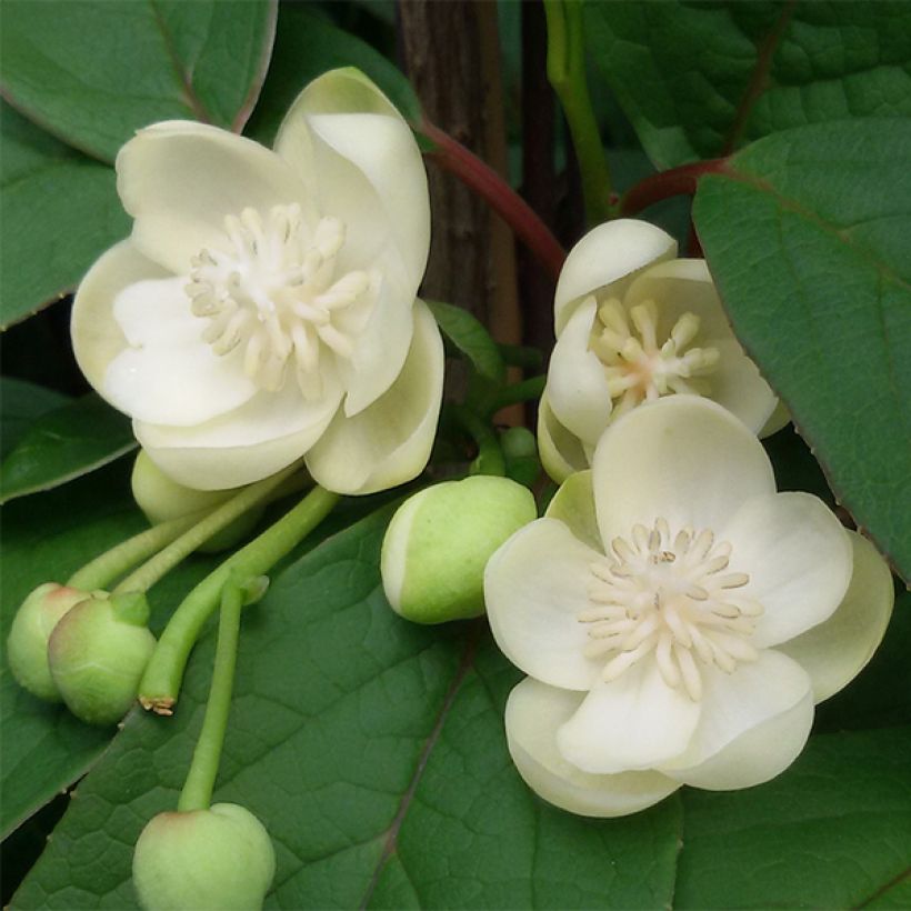 Schisandra grandiflora - Bacca dei 5 sapori (Fioritura)