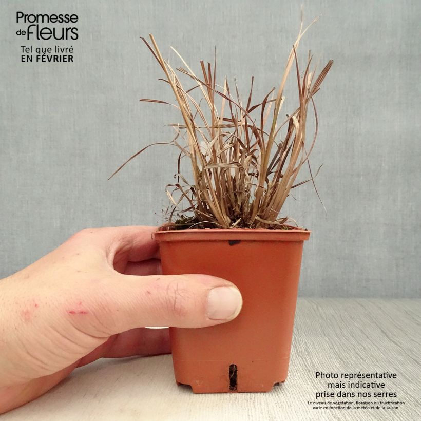 Schizachyrium scoparium Blue Heaven en godet de 9 cm esemplare consegnato in inverno