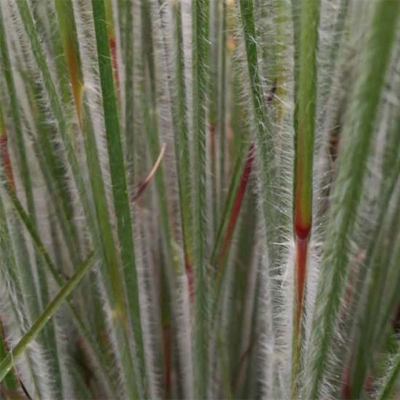 Schizachyrium scoparium Ha Ha Tonka (Fogliame)