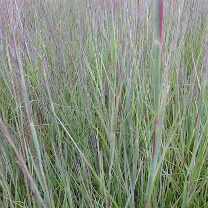 Schizachyrium scoparium Prairie Blues (Fogliame)