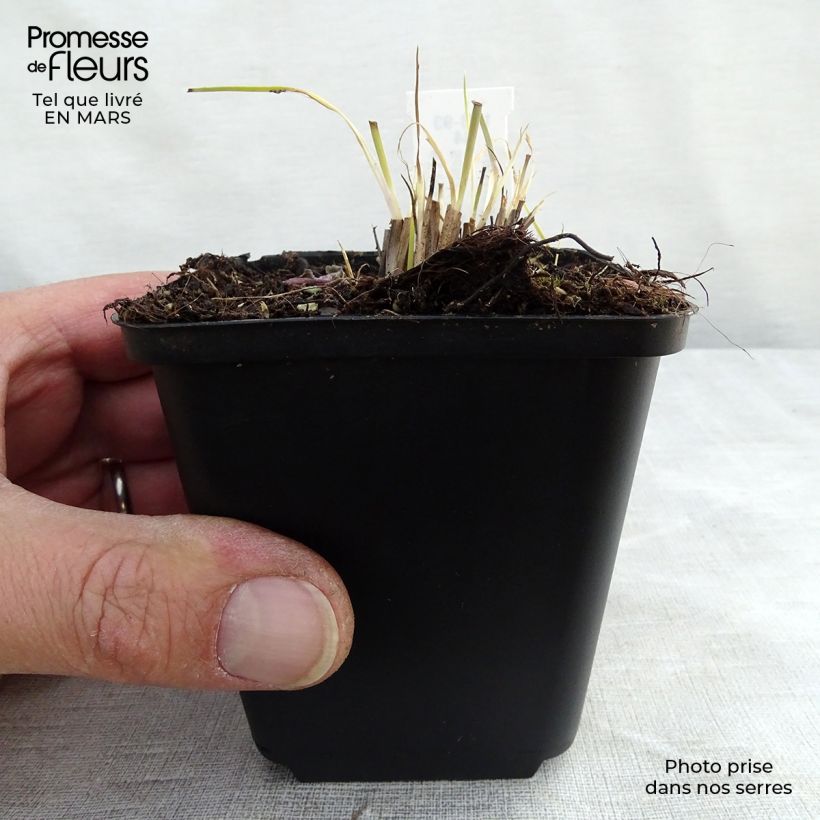 Schizachyrium scoparium Prairie Blues en godet de 9 cm esemplare consegnato in inverno