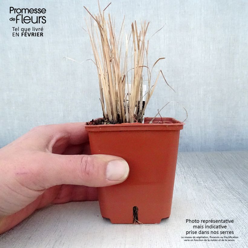 Schizachyrium scoparium Standing Ovation Godet de 9cm esemplare consegnato in inverno