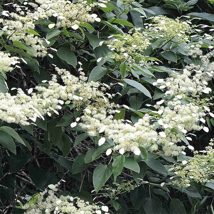 Schizophragma fauriei (Fioritura)