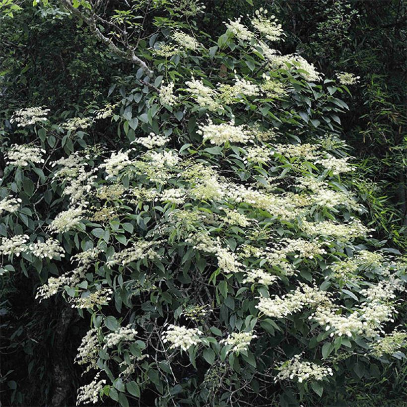 Schizophragma fauriei (Porto)