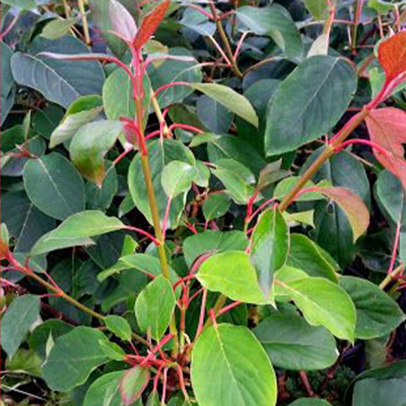 Schizophragma hydrangeoides Red Rhapsody MonLaBaHe (Fogliame)