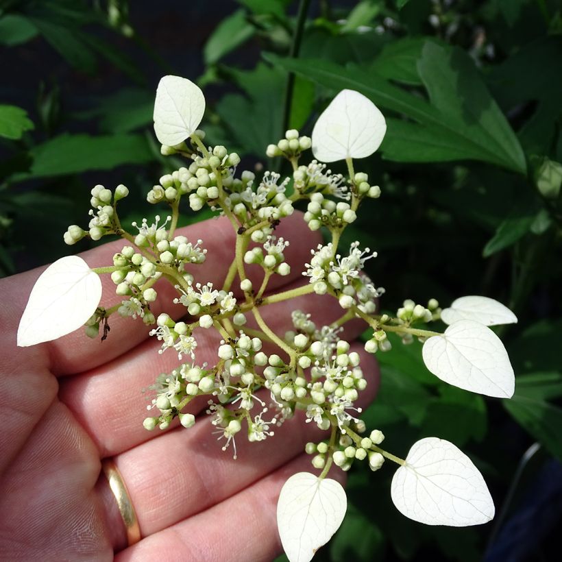 Schizophragma hydrangeoides (Fioritura)