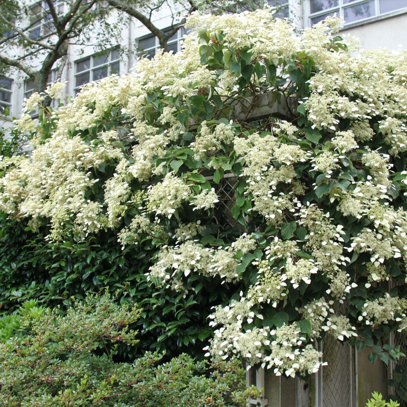 Schizophragma hydrangeoides Red Rhapsody MonLaBaHe (Porto)