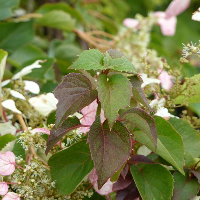 Schizophragma hydrangeoides Rose Sensation (Fogliame)