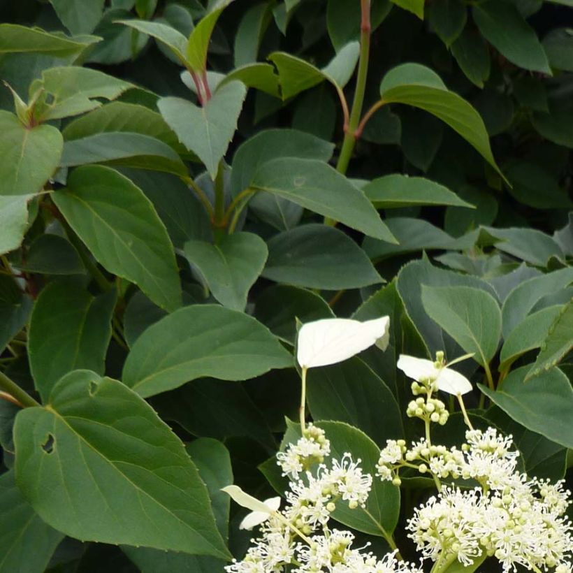 Schizophragma hydrangeoides Windmills (Fogliame)