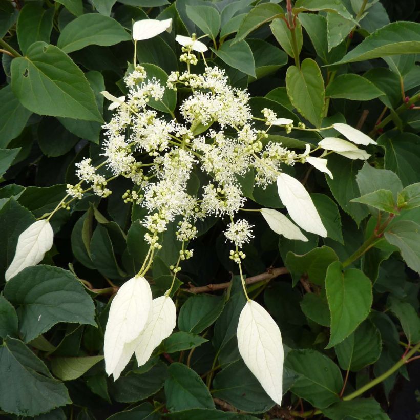 Schizophragma hydrangeoides Windmills (Fioritura)