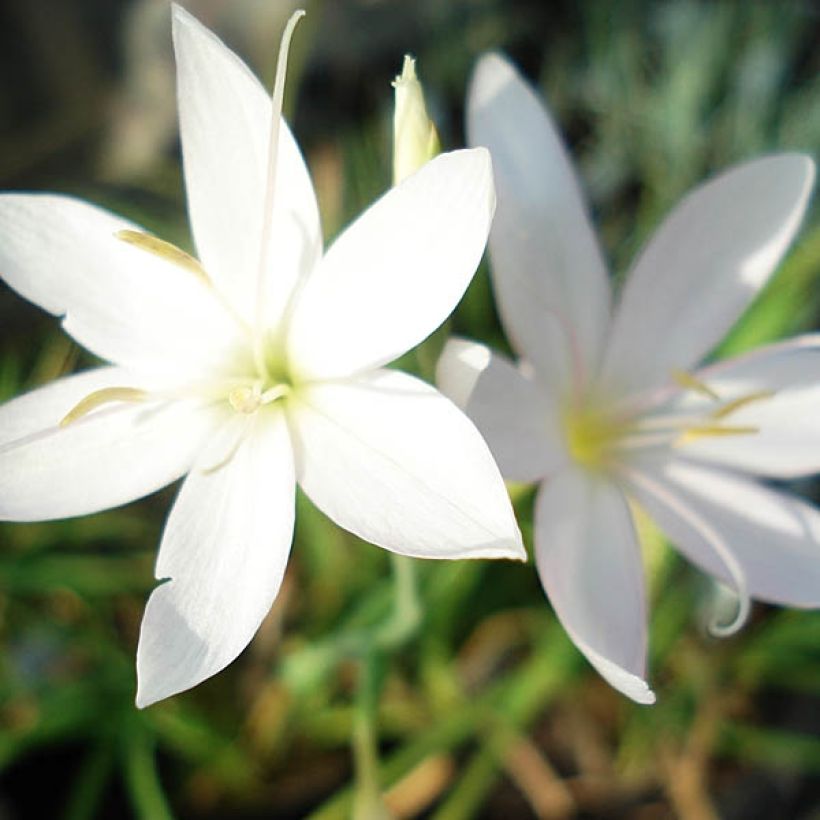 Schizostylis coccinea Alba (Fioritura)