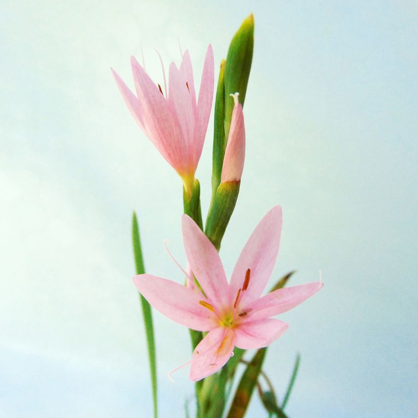 Schizostylis coccinea Mrs Hegarty (Fioritura)