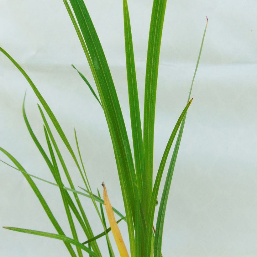 Schizostylis coccinea Alba (Fogliame)