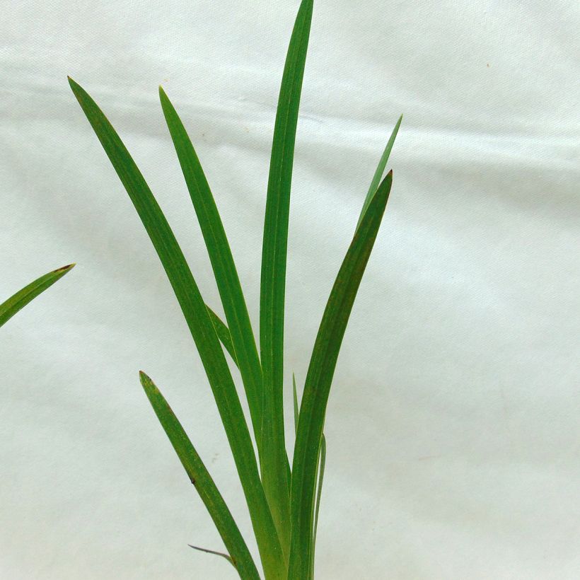 Schizostylis coccinea Major (Fogliame)