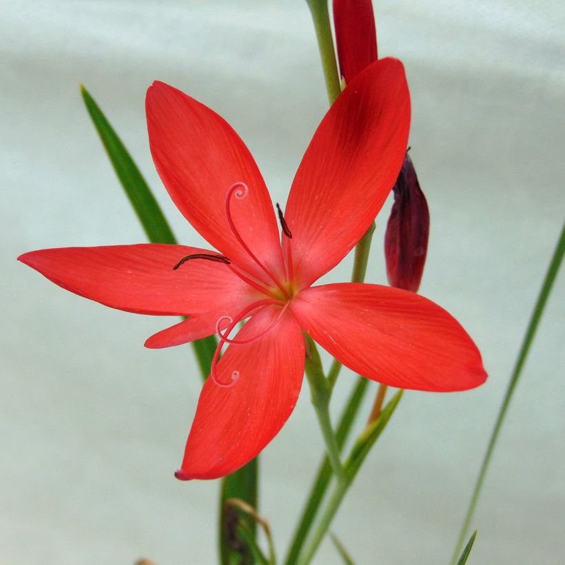 Schizostylis coccinea Major (Fioritura)