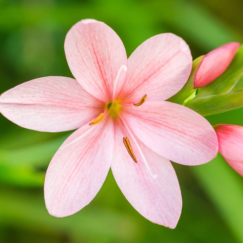 Schizostylis coccinea Rosea (Fioritura)