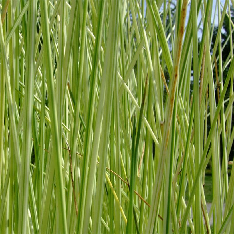 Schoenoplectus lacustris subsp.tabernaemontani Albescens (Fogliame)