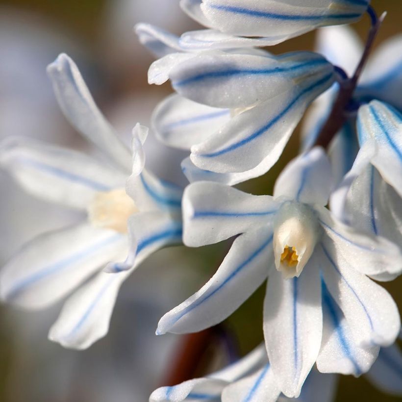 Scilla mischtschenkoana Tubergeniana (Fioritura)