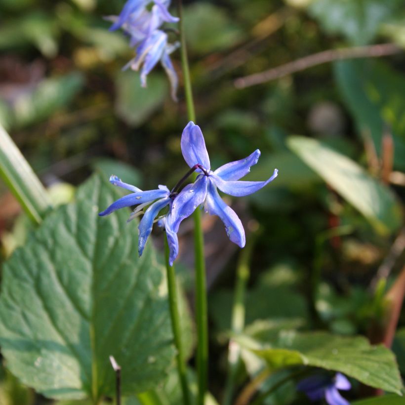 Scilla siberica - Falso giacinto (Fioritura)