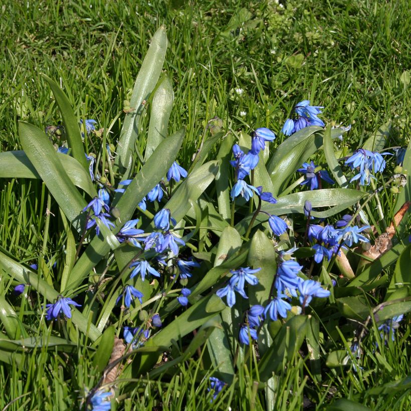 Scilla siberica - Falso giacinto (Porto)