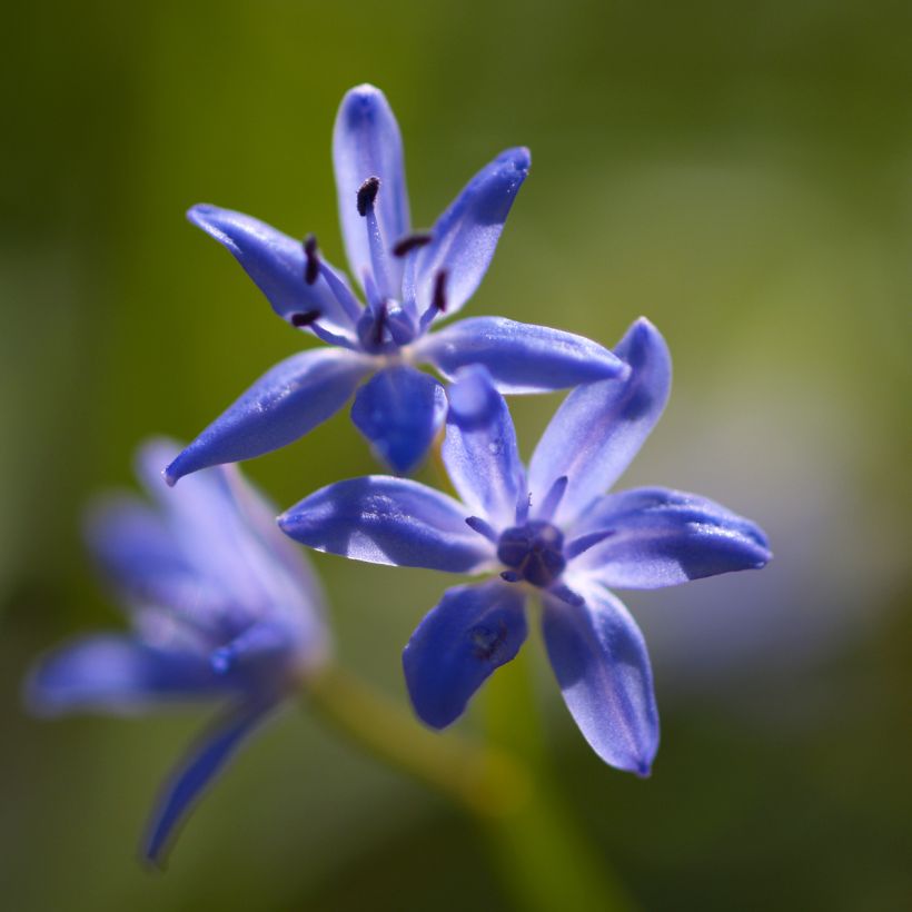 Scilla bifolia - Scilla silvestre (Fioritura)